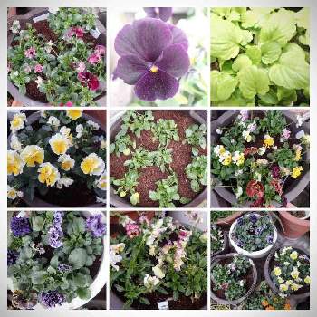 9月に種まきした苗定植遅れて小さいですの投稿画像一覧 Greensnap グリーンスナップ