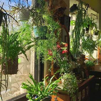 リプサリス パラドクサの投稿画像一覧 Greensnap グリーンスナップ