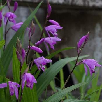 道端に咲く花の投稿画像一覧 Greensnap グリーンスナップ