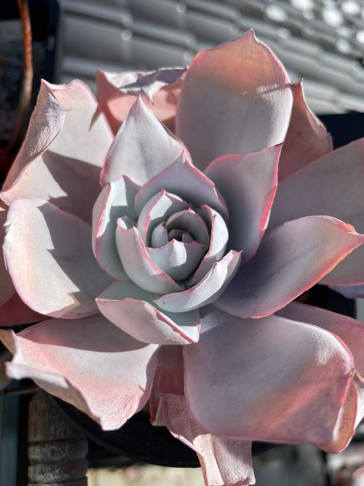 カンテの投稿画像 By Raccchiさん 多肉植物と多肉大好きともりもり多肉とわが家の多肉スペースと紅葉する多肉とおうち園芸と植中毒と多肉女子と多肉 植物とサボテンとタニラーと珍奇植物と優木園とカンテ Ra 月12月17日 Greensnap グリーンスナップ