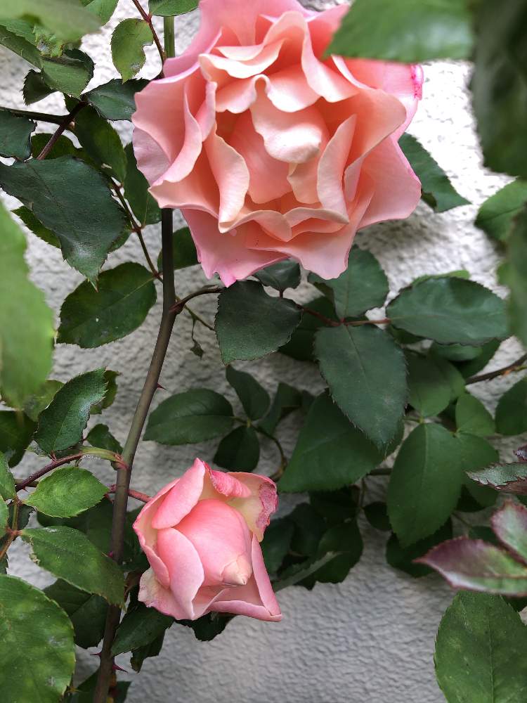 ばら バラ 薔薇の投稿画像 By メイさん バラ ダフネとばら大好きとばら好きです と花のある暮らしとばら 薔薇 バラとばらの香り 月12月17日 Greensnap グリーンスナップ