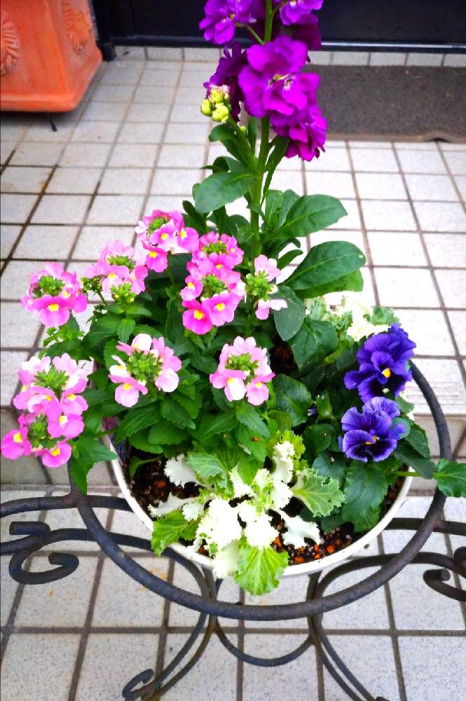 ストックの投稿画像 By わこ さん 宿根ネメシアと絵になるスミレ マリーヌとミニハボタンとピンクの花と寄せ植えと青い花とおうち園芸と花 のある暮らしと紫の花とかわいい花 月12月17日 Greensnap グリーンスナップ