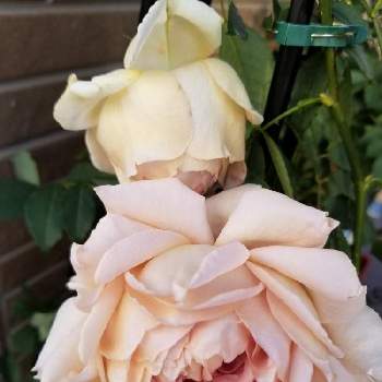 ローズローブドールの画像 by takiさん | 小さな庭とfromはなはなとおうち園芸とバラ好きとくすみカラーと河本ローズとローズローブドール