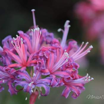 ネリネ ダイヤモンドリリーの投稿画像一覧 Greensnap グリーンスナップ