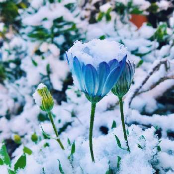 絵のような花の投稿画像一覧 Greensnap グリーンスナップ