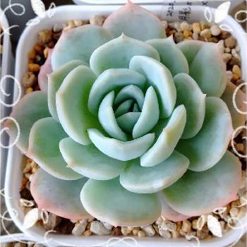 33 割引グレイ系50 Off 多肉植物 リラシナ錦 専用 植物 観葉植物 インテリア小物グレイ系 Internationalorthopaedicspecialists Com