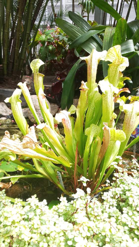 食虫植物 サラセニアの投稿画像 By アスカ瑞穂さん 食虫植物 サラセニアと赤い花 とチーム愛知 月12月17日 Greensnap グリーンスナップ