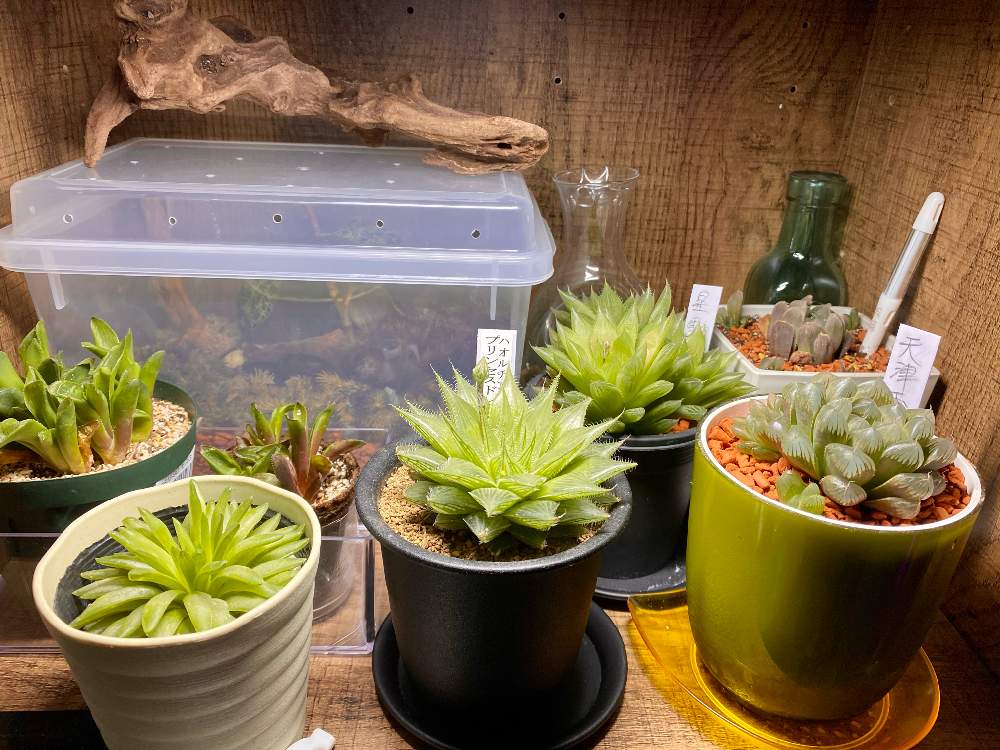 ハオルチアの投稿画像 By まりもさん ジュエルオーキッド マコデスペトラと流木 と我が家のと多肉植物と多肉男子とジュエルオーキッドとハオルシア男子と植物男子とハオルチア属とハオルチア プリンセスドレス とおうち園芸とhaworthia ハオルチア ハオルシアと日光浴