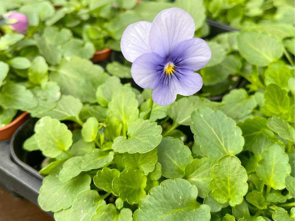 タネから栽培日記 8月蒔きビオラ パンジー開花まで Part1 Greensnap グリーンスナップ