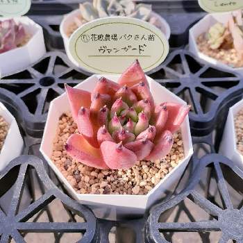 ヴァンガードの投稿画像一覧 Greensnap グリーンスナップ