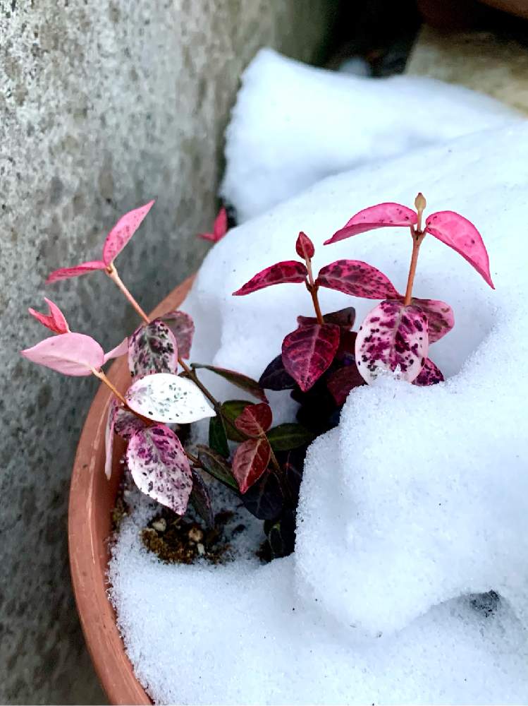 ハツユキカズラの投稿画像 By もりもりさん 花のある暮らしと冬の寄せ植えと生命力 と植物を愛する 月12月18日 Greensnap グリーンスナップ