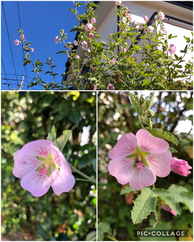 サクラアオイの投稿画像 By ケントさん 散歩と庭木とピンクの花とお出掛け先と散歩と庭木とピンクの花とお出掛け先 月12月18日 Greensnap グリーンスナップ Greensnap グリーンスナップ
