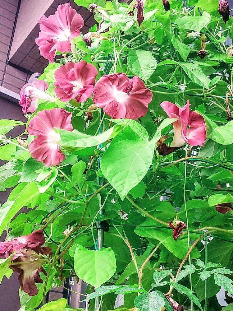 朝顔 団十郎2020｜🍀GreenSnap（グリーンスナップ）