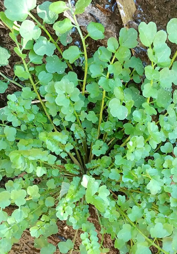 オオバタネツケバナの投稿画像 By お伽草詩さん 夢を広げるとポカポカ陽気と穏やかな時間とお散歩道とブロック塀の隙間と湿気のある場所と青々していると可愛い葉っぱと陽当たりの良い場所と雑草と秋の深まりと晩秋と生命力の美 と放射線状に広がる 月12月18日