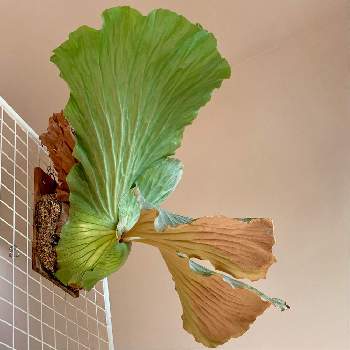 クリプトモスの投稿画像一覧 Greensnap グリーンスナップ