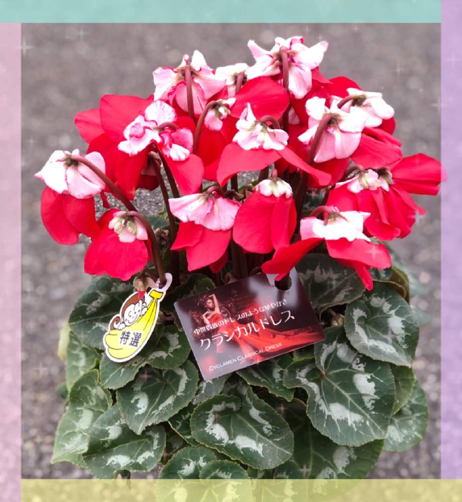 窓辺の投稿画像 By ともさん 赤い花 とシクラメン とgs映えと冬の室内花とgs日和とカクテルドレスとgreen Up と赤い花 とシクラメン とgs映えと冬の室内花とgs日和とカクテルドレスとgreen Up 月12月18日 Greensnap グリーンスナップ Greensnap