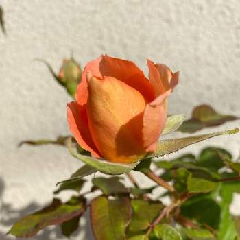 薔薇 ブラスバンドの画像 by つくしちゃんさん | 薔薇 ブラスバンドとお花のある生活とお庭のお花と薔薇loveとまだつぼみが