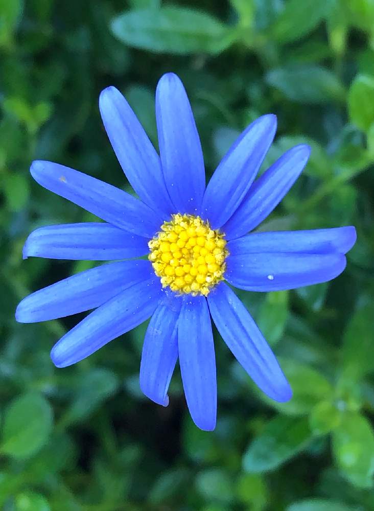 ブルーデイジーの投稿画像 By Kiyosangさん 月12月18日 Greensnap グリーンスナップ