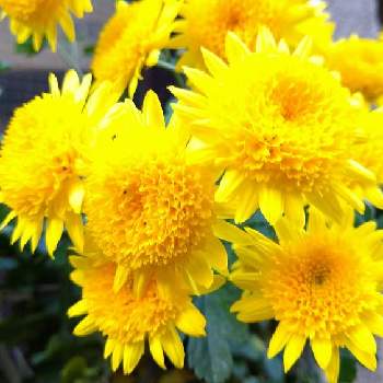 黄色の菊の画像 by あべべさん | お出かけ先と黄色の菊とご近所さんとビタミンカラー✨と1,000万枚突破とパンジー苗ケース希望