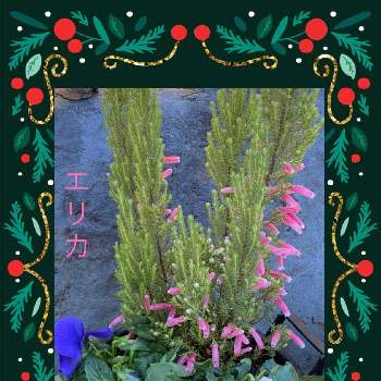 よく咲く元気な花の画像 by ひみつのアッコちゃんさん | 広い庭とエリカ　クリスマスパレードとパンジー　青　白とたくさん咲く花と鉢植えの花と可愛い花と美しい花とよく咲く元気な花と大好きな花と鉢植えの楽しみと花のある暮らしと花を見る喜びと加工アプリ使用