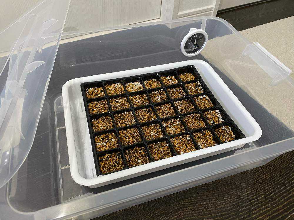 気が早いペチュニアの種まき 時々ロベリアww Greensnap グリーンスナップ