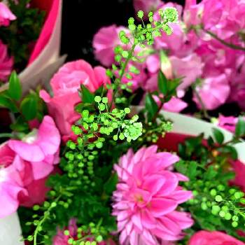 少し濃いピンクのお花〜*の画像 by EMIさん | お出かけ先と スイートピーとお花屋さんの店先でとDAHLIAダリアとピンクのお花と花のある暮らしと少し濃いピンクのお花〜*とお散歩と チューリップとばら バラ 薔薇とぺんぺん草
