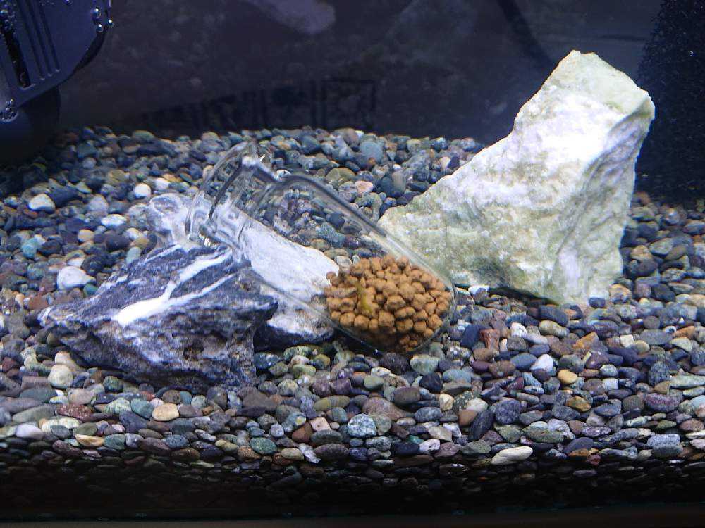 水草水槽計画 Greensnap グリーンスナップ