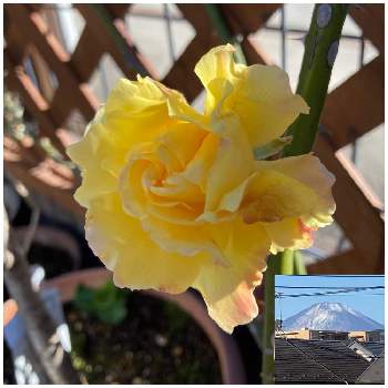 寒そうの画像 by たえポンさん | 小さな庭と薔薇♡と寒そうと♡ゴールドバニー♡といやし♡と花のある暮らしと今日の富士山