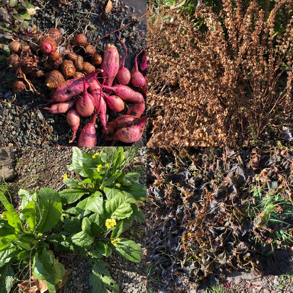 里芋の投稿画像 By すえすえさん バジルの種と薩摩芋と霜当たりの薩摩芋蔓と阿蘇高菜の菜の花 月12月18日 Greensnap グリーンスナップ