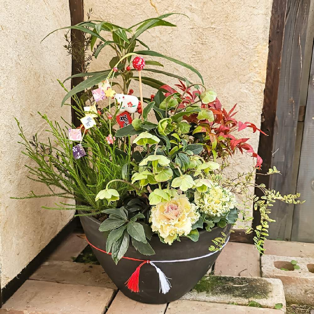 今村久美子の投稿画像 By 河野自然園さん 神奈川と 葉牡丹と横長と寄せ植えとgs映えと横浜と季節の花とお正月とレッスンと クリスマスローズとガーデニングと河野自然園 月12月18日 Greensnap グリーンスナップ