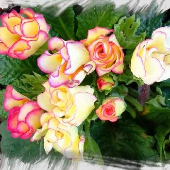 薔薇咲きジュリアン♡の画像 by レモンさん | 小さな庭と可愛い♡と薔薇咲きジュリアン♡とおうち園芸
