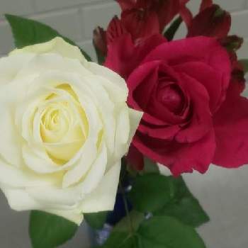 バラ ライラの投稿画像一覧 Greensnap グリーンスナップ