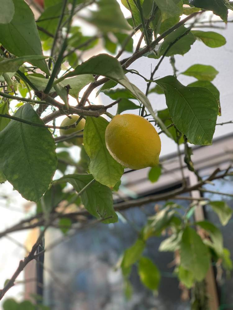 レモンの実の投稿画像 By たねみゃき さん 月12月18日 Greensnap グリーンスナップ