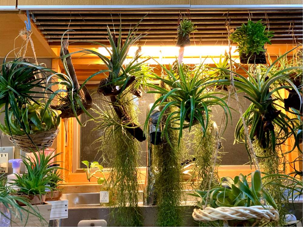 エアプランツ イオナンタの投稿画像 By Greenroseさん 観葉植物と水やりとgs映えと植物とgs日和とおうち園芸と植中毒とチランジア属とリビングとかわいいな とgreen Up と霧吹きとエアプランツとインテリアグリーンとエアープランツ チランジア 月12月18日