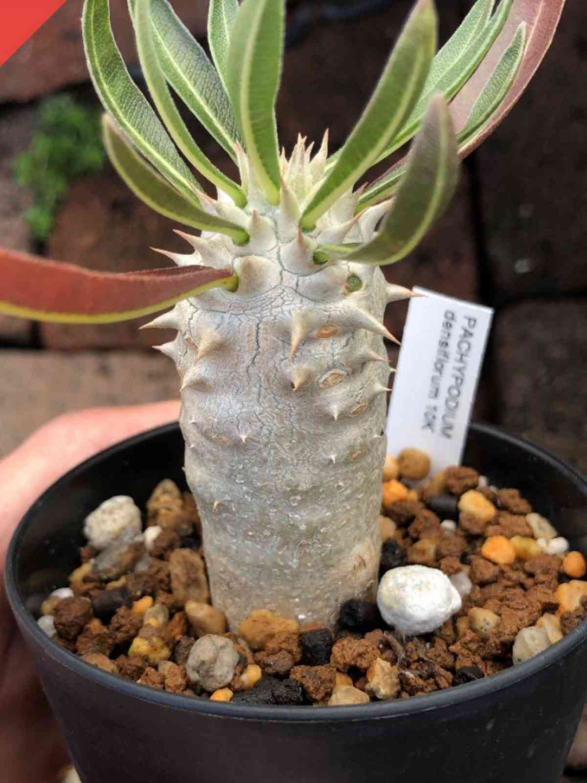 1608300634434_550450_20201218_