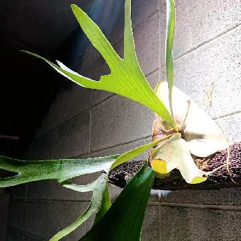 ビカクシダ ネザランズの投稿画像一覧 Greensnap グリーンスナップ