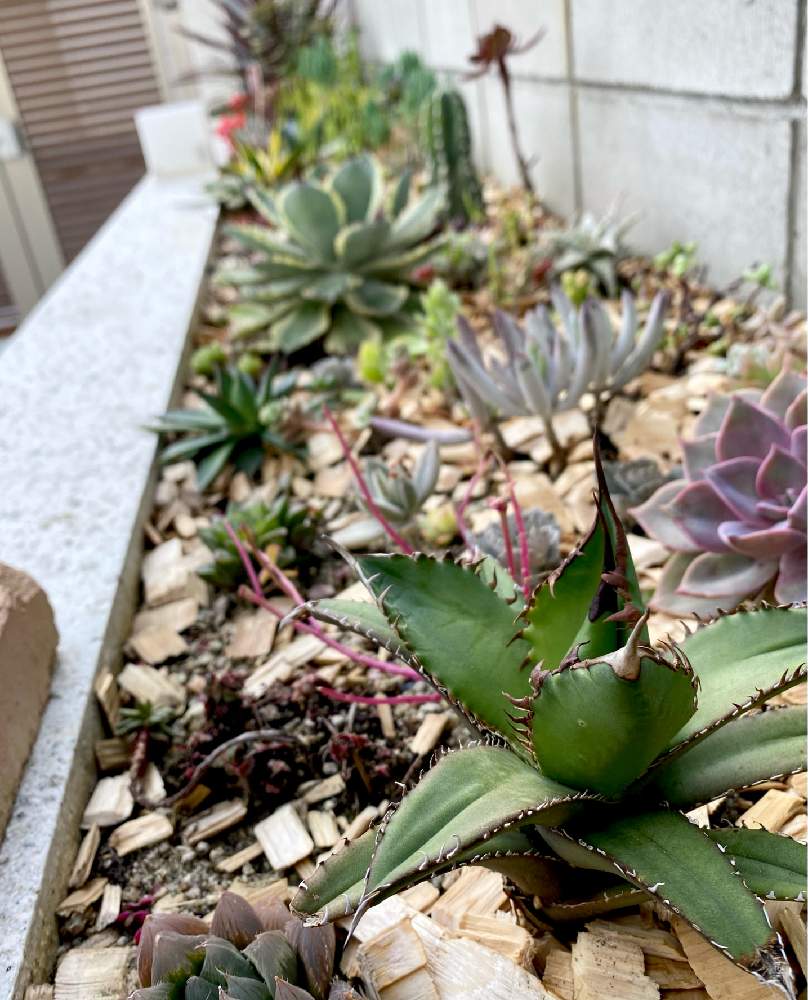 デビーの投稿画像 By しおんさん ハオルチアと鬼面角とアガベ 吉祥冠錦とアガベ チタノタとコチレドン ホワイトスプライトとアガベ イシスメンシス フィリフェラと多肉植物と耐寒性テストと冬越しとs家の庭の植物と花壇と霜除けと大阪と地植えと記録用 月12月19日