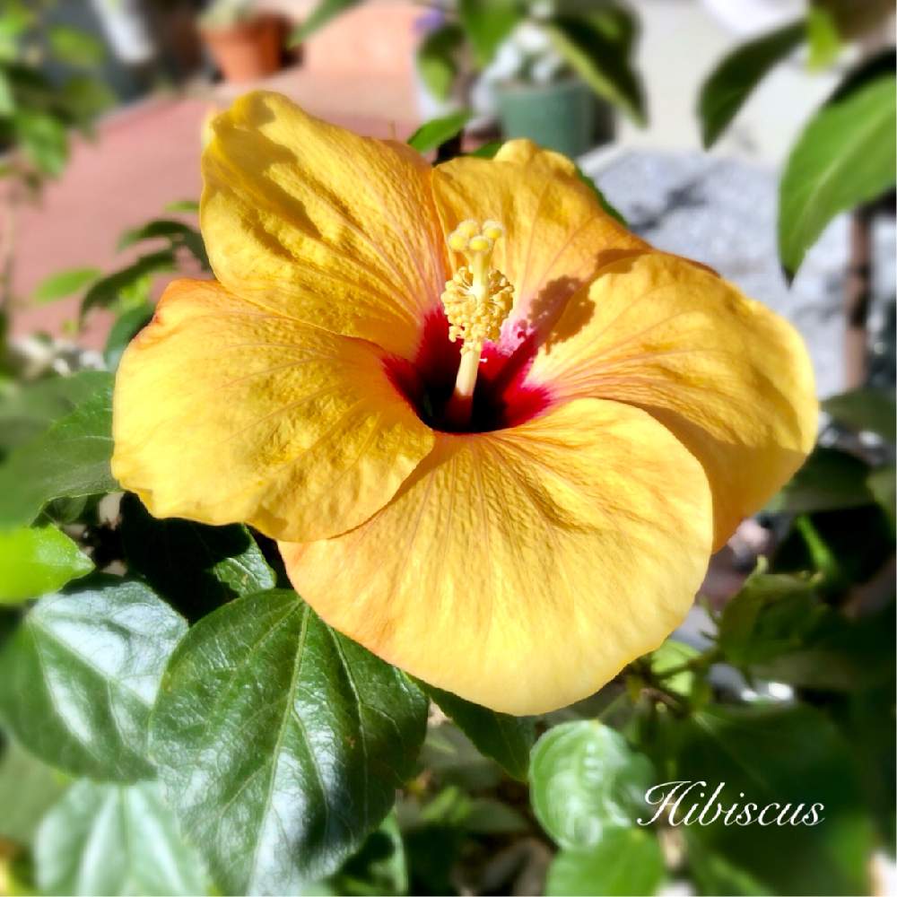 花のある暮らしの投稿画像 By ちいちいさん かわいい花と初心者ですとおうち園芸 月12月19日 Greensnap グリーンスナップ