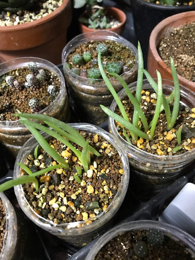 ブルビネ マルガレサエの投稿画像 By Dosaさん 多肉植物と種子から育てると種子とツルボラン科 月12月19日 Greensnap グリーンスナップ