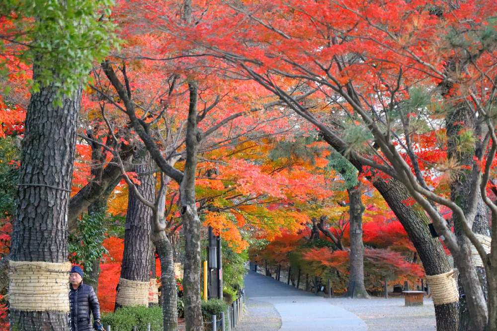 紅葉の投稿画像 By チャーさん チャーさんのリポートとお城と岡崎城と樹木とチャーさんの 里山歩きと紅葉 こうよう と城公園と岡崎公園と自然観察と紅葉 する木と冬の紅葉と冬紅葉 月12月19日 Greensnap グリーンスナップ