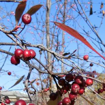 @赤い木の実の画像 by Kevinさん | お出かけ先と西洋カマツカと木の実と素敵❗と癒しとおうち園芸と可愛いとかわいいと南北アメリカ原産と@赤い木の実