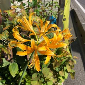 ショウキズイセンの投稿画像一覧 Greensnap グリーンスナップ