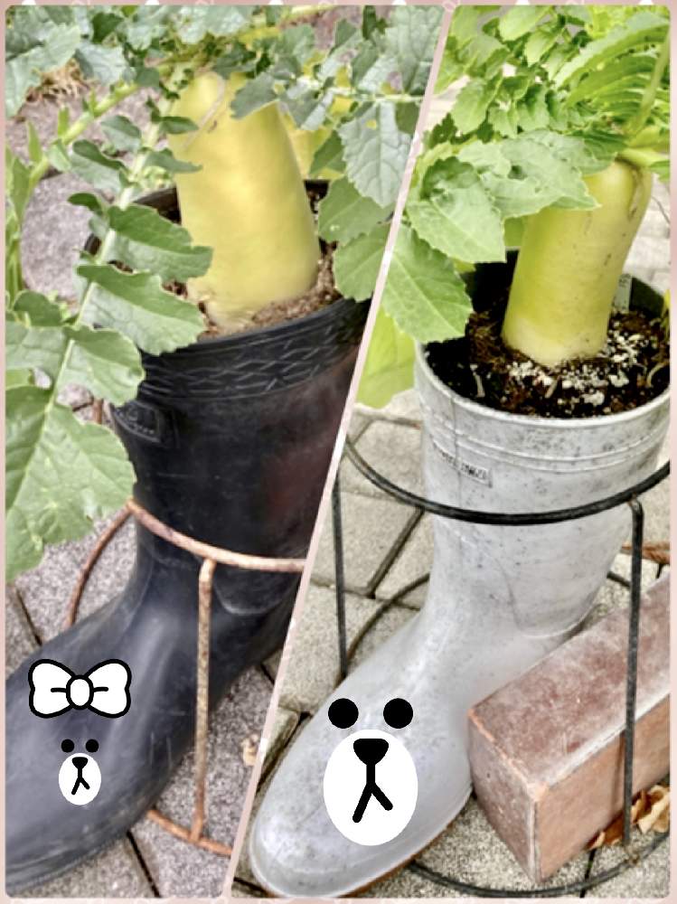 ダイコンの投稿画像 By ミンちゃんさん ღ ற かわゅ と冬野菜と私好み と公園散歩 月12月19日 Greensnap グリーンスナップ