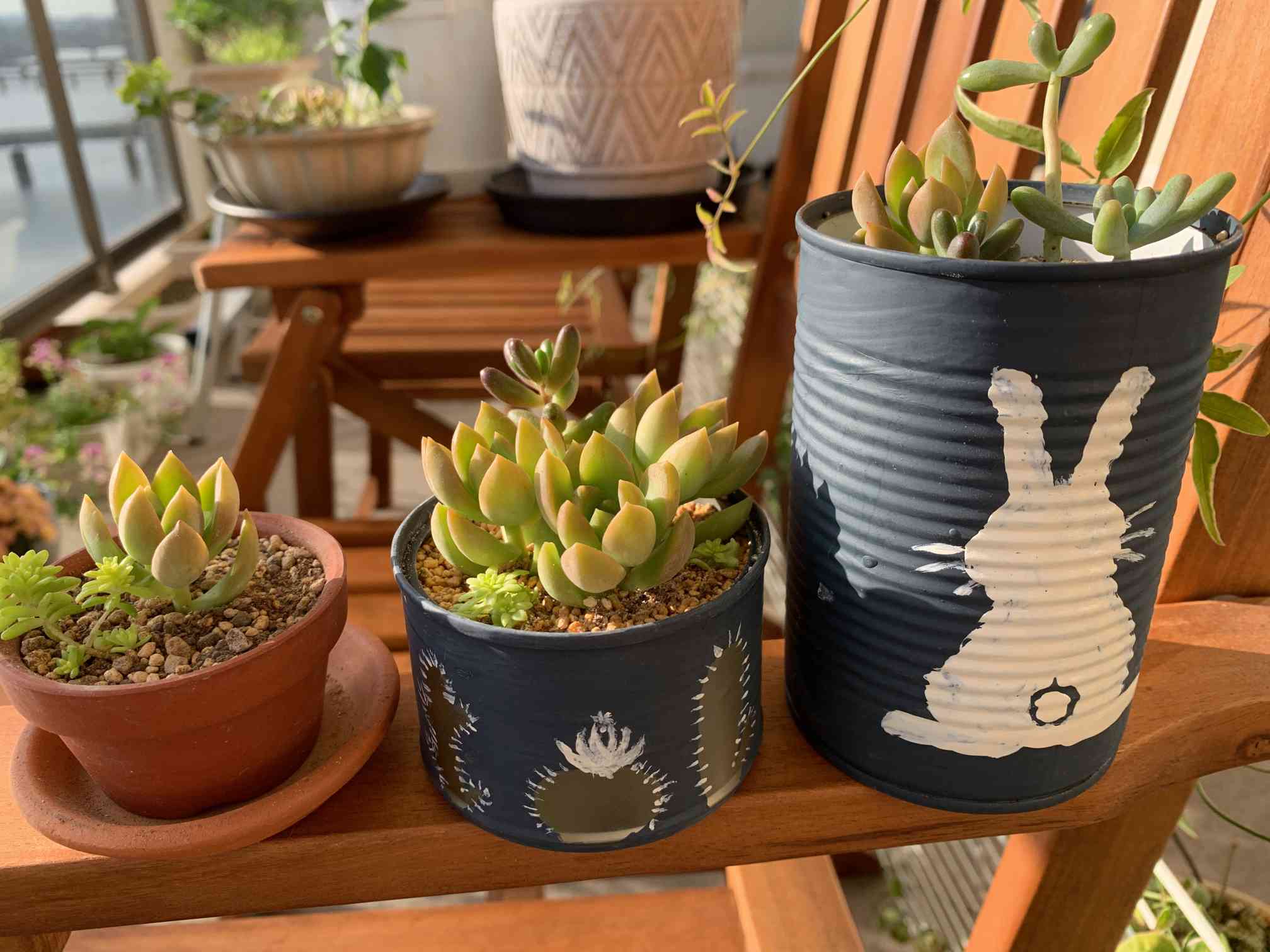 うちの多肉・時々サボテンの成長記録🌵｜🍀GreenSnap（グリーンスナップ）