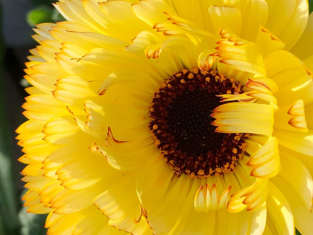 世界は優しいハートにまみれてるの投稿画像 By スギさん 寒 月12月19日 Greensnap グリーンスナップ