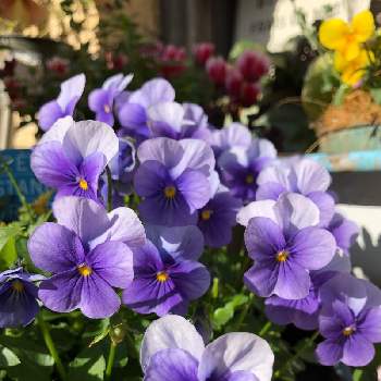 クリアライトブルーの投稿画像一覧 Greensnap グリーンスナップ