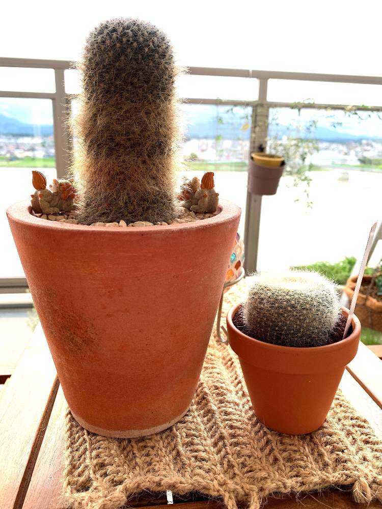 うちの多肉・時々サボテンの成長記録🌵｜🍀GreenSnap（グリーン