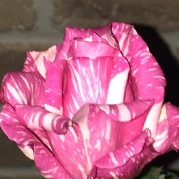 絞り咲きの薔薇の投稿画像一覧 Greensnap グリーンスナップ