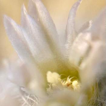 iPhone+100均マクロの画像 by ronさん | Mammillaria plumosa 白星とダイニングテーブルとiPhone+100均マクロ