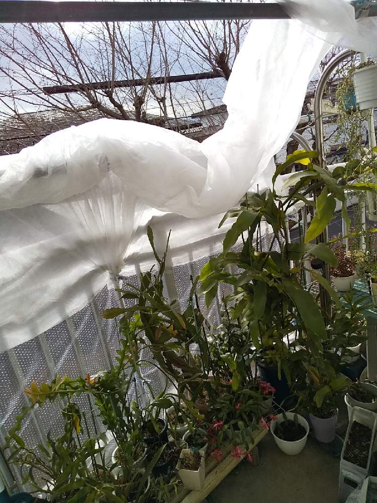 私の植物お花の寒さ 雪霜対策の投稿画像 By ゆうさん 月12月19日 Greensnap グリーンスナップ